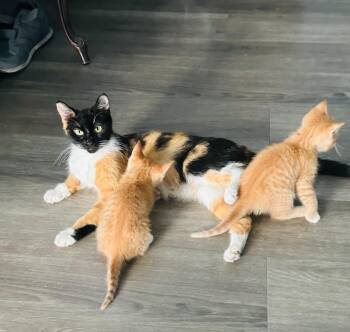 Domestic Short Hair Cats Available for Adoption in San Antonio, Texas - Pumpkin | PetCurious