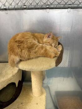 Mary-Cate -  Domestic Short Hair Cat for Adoption in Sevierville, Tennessee - Mary-Cate | PetCurious