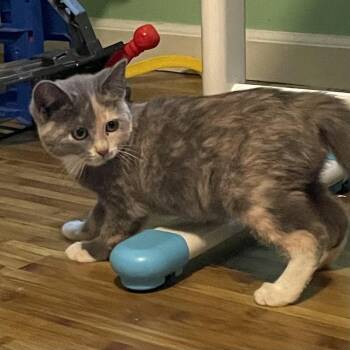 Journey -  Domestic Short Hair Cat for Adoption in Candler, North Carolina - Journey | PetCurious