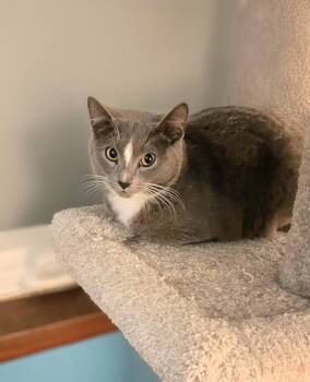 Rescue Domestic Short Hair Cats for Adoption in Winnipeg, Manitoba - Star | PetCurious