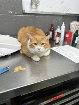 Domestic Short Hair Cats Available for Adoption - Rojo | PetCurious