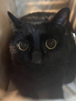 Octo Cobra -  Domestic Short Hair Cat for Adoption in West Chester, Pennsylvania - Octo Cobra | PetCurious