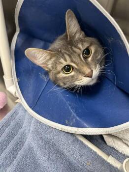 Rescue Domestic Short Hair Cats for Adoption in Omaha, Nebraska - CELINE | PetCurious