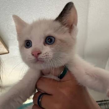 Delilah -  Domestic Short Hair and Siamese Cat for Adoption in Yucaipa, California - Delilah | PetCurious