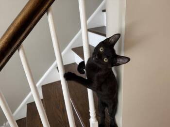 Novio -  Domestic Short Hair Cat for Adoption in Chicago, Illinois - Novio | PetCurious