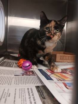 Rescue Domestic Short Hair Cats for Adoption in Cleveland, Tennessee - Maleficent | PetCurious