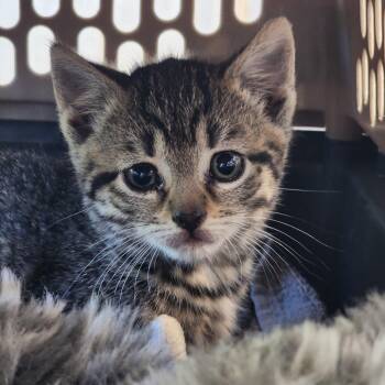 Anree -  Domestic Short Hair Cat for Adoption in Middletown, New York - Anree | PetCurious