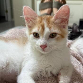 Spaghetti 2 -  Domestic Medium Hair Cat for Adoption in Bulverde, Texas - Spaghetti 2 | PetCurious