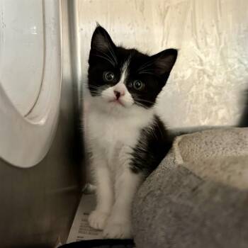 JAKE -  Domestic Short Hair Cat for Adoption in Riverside, California - JAKE | PetCurious