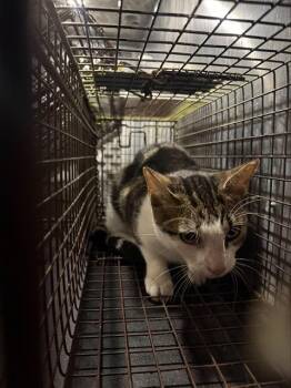 SAMSON -  Domestic Short Hair Cat for Adoption in San Antonio, Texas - SAMSON | PetCurious