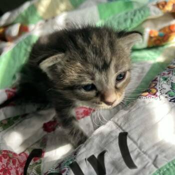 Dolly -  Domestic Short Hair Cat for Adoption in Harlingen, Texas - Dolly | PetCurious