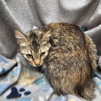 Rescue Domestic Long Hair Cats for Adoption in Winter Haven, Florida - MAISY | PetCurious