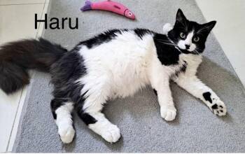 Haru -  Maine Coon Cat for Adoption in Oakland Park, Florida - Haru | PetCurious