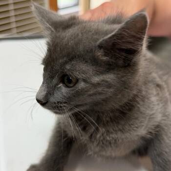 Cody -  Domestic Short Hair Cat for Adoption in Idaho Falls, Idaho - Cody | PetCurious