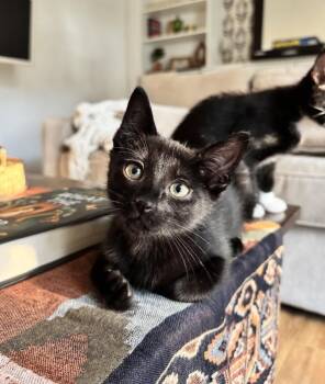 Uber -  Domestic Short Hair Cat for Adoption in Franklin, Tennessee - Uber | PetCurious