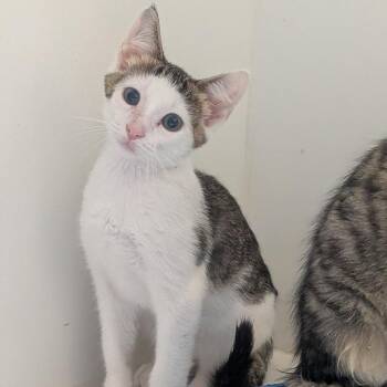 Linus -  Domestic Short Hair Cat for Adoption in Prairie Du Chien, Wisconsin - Linus | PetCurious