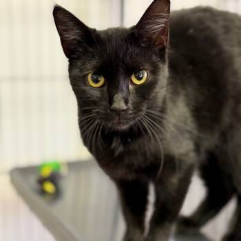 Rescue Domestic Short Hair Cats for Adoption in Fort Smith, Arkansas - Shadow Cat | PetCurious