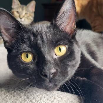 Ripley -  Domestic Short Hair Cat for Adoption in New Berlin, Wisconsin - Ripley | PetCurious