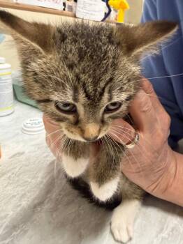 Bessie -  Domestic Short Hair Cat for Adoption in Plattsburgh, New York - Bessie | PetCurious