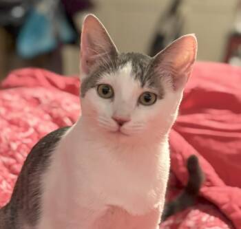 Rescue Tabby and Tuxedo Cats for Adoption in Las Cruces, New Mexico - Tadio | PetCurious