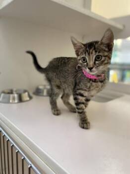 Helena -  Domestic Short Hair Cat for Adoption in San Antonio, Texas - Helena | PetCurious