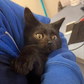 Pudgy -  Domestic Short Hair Cat for Adoption in Charleston, West Virginia - Pudgy | PetCurious