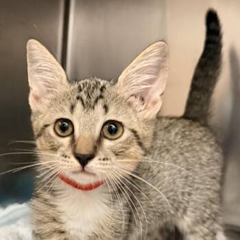 Espresso -  Domestic Short Hair Cat for Adoption in Palm Springs, California - Espresso | PetCurious