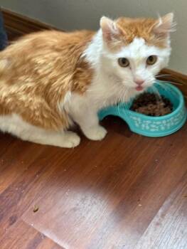 Rescue Domestic Medium Hair Cats for Adoption in Grand Forks, North Dakota - DASH | PetCurious