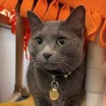 Domestic Short Hair Cats Available for Adoption in Lansing, Michigan - Rock | PetCurious