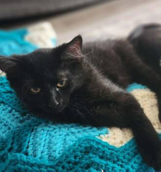 Jack -  Domestic Short Hair Cat for Adoption in Mississauga, Ontario - Jack | PetCurious