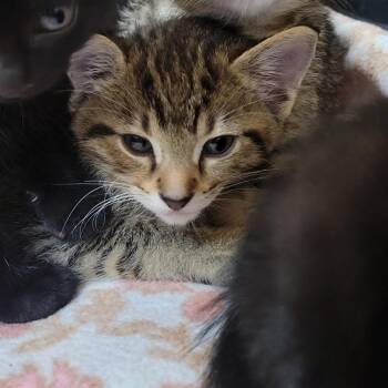 Zak -  Domestic Short Hair Cat for Adoption in Milan, Illinois - Zak | PetCurious