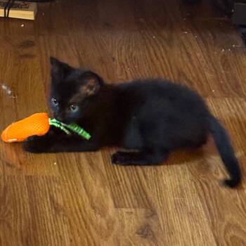 Dwight -  Domestic Short Hair Cat for Adoption in Chattanooga, Tennessee - Dwight | PetCurious