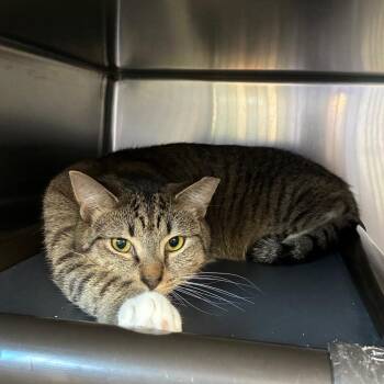 Frito (Lego 11) -  Domestic Short Hair Cat for Adoption in Windsor, Virginia - Frito (Lego 11) | PetCurious