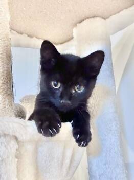 Luke -  Domestic Short Hair Cat for Adoption - Luke | PetCurious