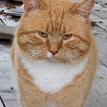 Domestic Short Hair Cats Available for Adoption in Rochester, Minnesota - Finnegan | PetCurious