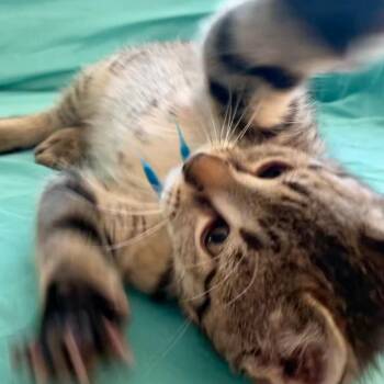 Domestic Short Hair Cats Available for Adoption - Pretzel | PetCurious