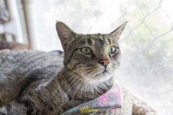 Spooky -  Domestic Short Hair Cat for Adoption in Boise, Idaho - Spooky | PetCurious