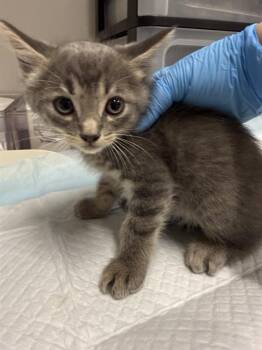 MIKE -  Domestic Short Hair Cat for Adoption in Baytown, Texas - MIKE | PetCurious