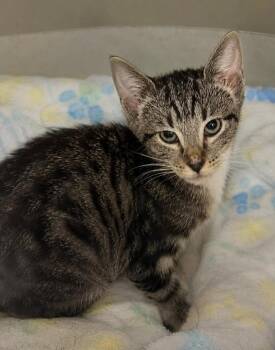 Percy -  Domestic Short Hair Cat for Adoption in Columbia, Tennessee - Percy | PetCurious
