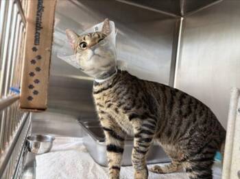 SAVORY BACON -  Domestic Short Hair Cat for Adoption in Derwood, Maryland - SAVORY BACON | PetCurious