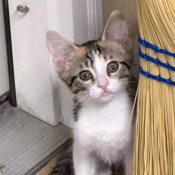 Reeses -  Domestic Medium Hair Cat for Adoption in Hernando, Mississippi - Reeses | PetCurious