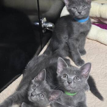 Zoya -  Domestic Short Hair Cat for Adoption in Fort Lauderdale, Florida - Zoya | PetCurious