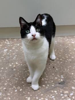 Rescue Domestic Short Hair Cats for Adoption - Peanut | PetCurious