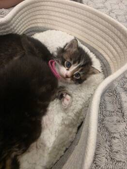 Meowth -  Domestic Long Hair Cat for Adoption in Virginia Beach, Virginia - Meowth | PetCurious