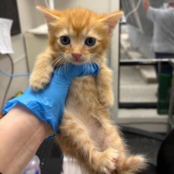 Chomper -  Domestic Short Hair Cat for Adoption in Columbiana, Alabama - Chomper | PetCurious
