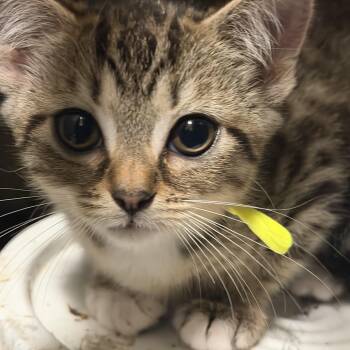 Robin -  Bengal and Domestic Medium Hair Cat for Adoption in Hoffman Estates, Illinois - Robin | PetCurious