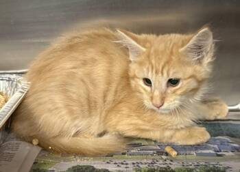 Nf23c Barto -  Domestic Short Hair Cat for Adoption in Lawrenceville, Georgia - Nf23c Barto | PetCurious