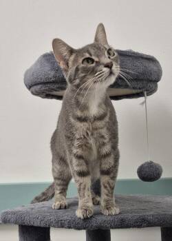 Angel -  Domestic Short Hair Cat for Adoption in South Bend, Indiana - Angel | PetCurious
