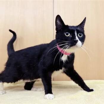 Lilly -  Domestic Medium Hair Cat for Adoption in Brentwood, Missouri - Lilly | PetCurious