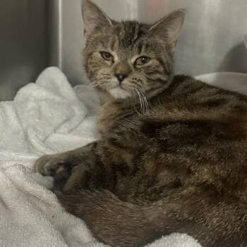 Domestic Short Hair Cats Available for Adoption - Winnie | PetCurious